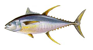 Yellowfin Tuna